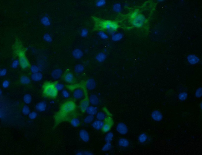 TRIM44 Antibody in Immunocytochemistry (ICC/IF)