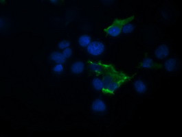 TRIM44 Antibody in Immunocytochemistry (ICC/IF)