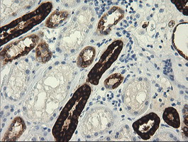 TRIM45 Antibody in Immunohistochemistry (Paraffin) (IHC (P))