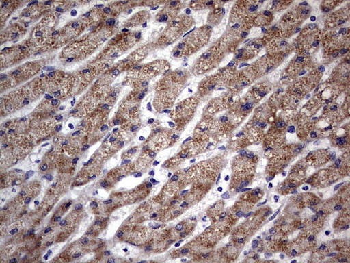 TRIM54 Antibody in Immunohistochemistry (Paraffin) (IHC (P))