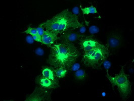 TRIM9 Antibody in Immunocytochemistry (ICC/IF)