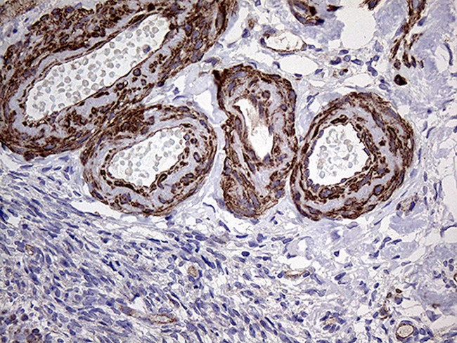 TRMT12 Antibody in Immunohistochemistry (Paraffin) (IHC (P))