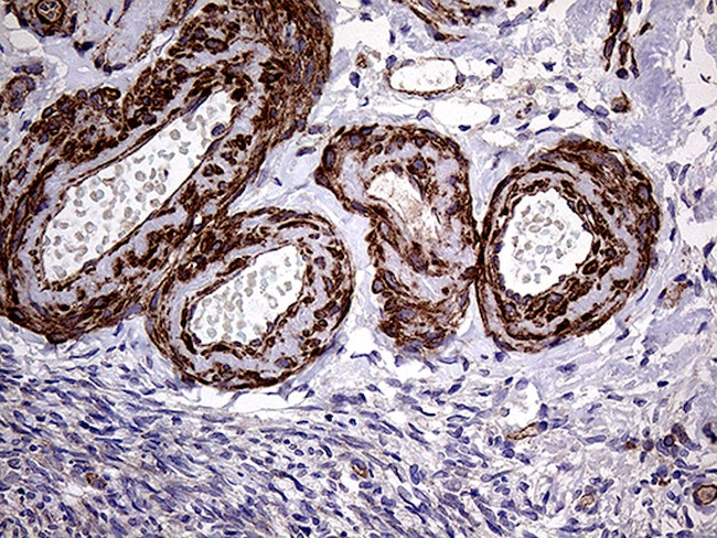TRMT12 Antibody in Immunohistochemistry (Paraffin) (IHC (P))