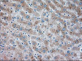 TRPM4 Antibody in Immunohistochemistry (Paraffin) (IHC (P))