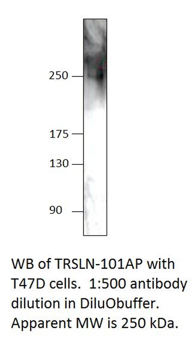 C15orf42 Antibody in Western Blot (WB)