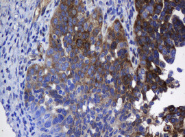 TSC22D1 Antibody in Immunohistochemistry (Paraffin) (IHC (P))