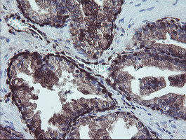 TSC22D1 Antibody in Immunohistochemistry (Paraffin) (IHC (P))