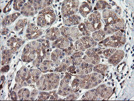 TSC22D1 Antibody in Immunohistochemistry (Paraffin) (IHC (P))