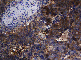 TSC22D1 Antibody in Immunohistochemistry (Paraffin) (IHC (P))
