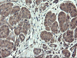 TSC22D1 Antibody in Immunohistochemistry (Paraffin) (IHC (P))