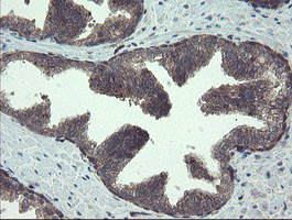 TSC22D1 Antibody in Immunohistochemistry (Paraffin) (IHC (P))