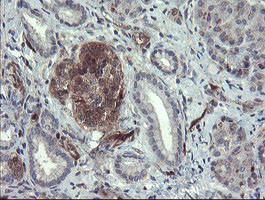 TSC22D1 Antibody in Immunohistochemistry (Paraffin) (IHC (P))