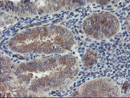 TSC22D1 Antibody in Immunohistochemistry (Paraffin) (IHC (P))