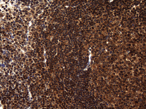 TSN Antibody in Immunohistochemistry (Paraffin) (IHC (P))