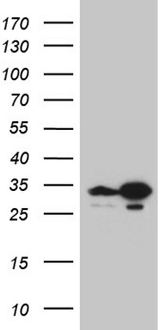TSN Antibody in Western Blot (WB)