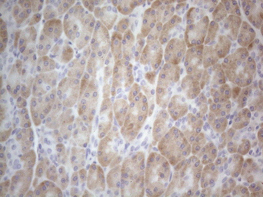 TTC14 Antibody in Immunohistochemistry (Paraffin) (IHC (P))