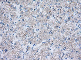 TTC32 Antibody in Immunohistochemistry (Paraffin) (IHC (P))