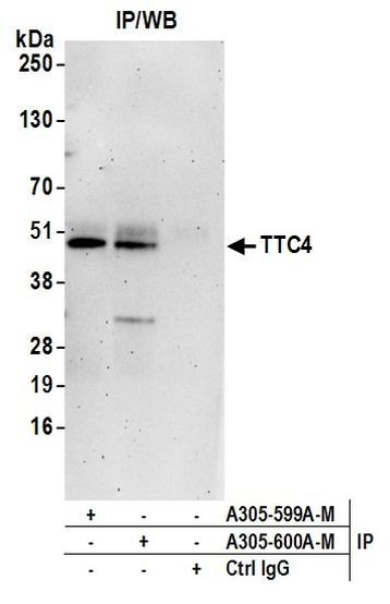 TTC4 Antibody in Immunoprecipitation (IP)