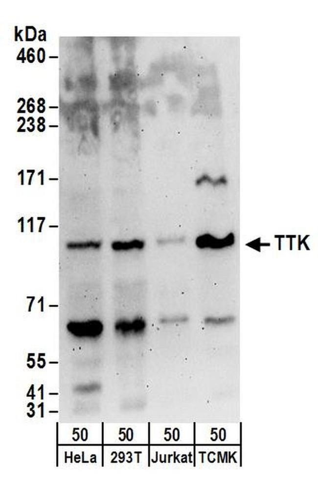 TTK Antibody in Western Blot (WB)