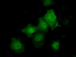 TTLL12 Antibody in Immunocytochemistry (ICC/IF)