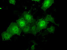 TTLL12 Antibody in Immunocytochemistry (ICC/IF)