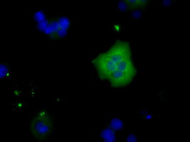 TTLL12 Antibody in Immunocytochemistry (ICC/IF)