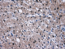 TTLL12 Antibody in Immunohistochemistry (Paraffin) (IHC (P))