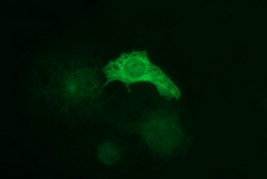 TUBB1 Antibody in Immunocytochemistry (ICC/IF)