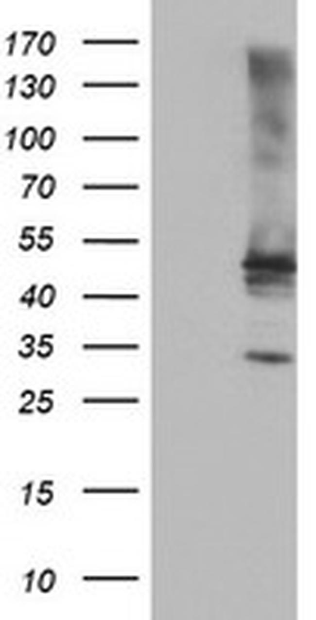 TULP3 Antibody in Western Blot (WB)