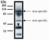 TUP1 Antibody in Western Blot (WB)