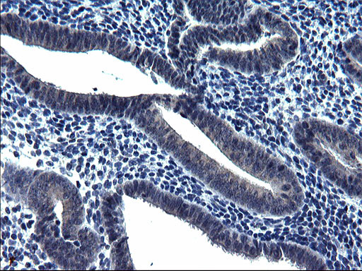 TXNDC5 Antibody in Immunohistochemistry (Paraffin) (IHC (P))