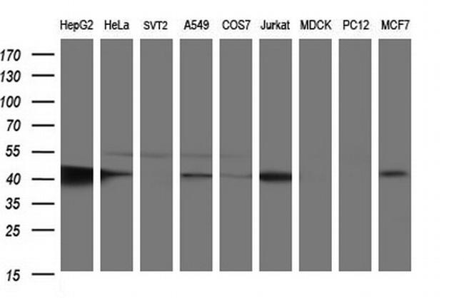 TXNDC5 Antibody in Western Blot (WB)
