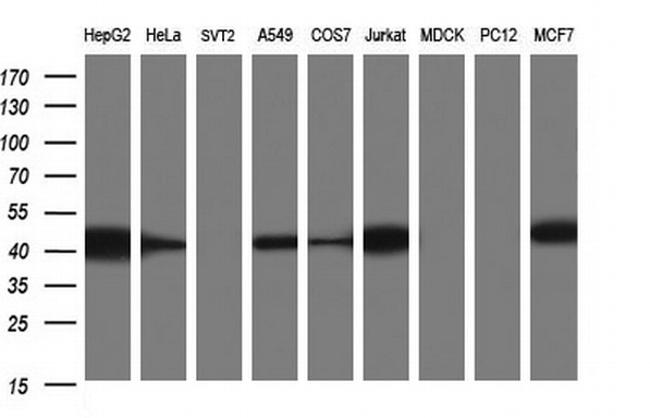 TXNDC5 Antibody in Western Blot (WB)