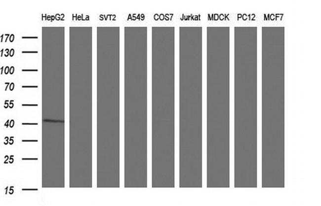 TXNDC5 Antibody in Western Blot (WB)