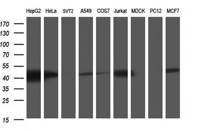 TXNDC5 Antibody in Western Blot (WB)