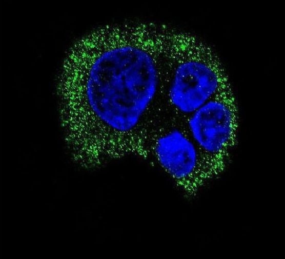 TYRO3 Antibody in Immunocytochemistry (ICC/IF)