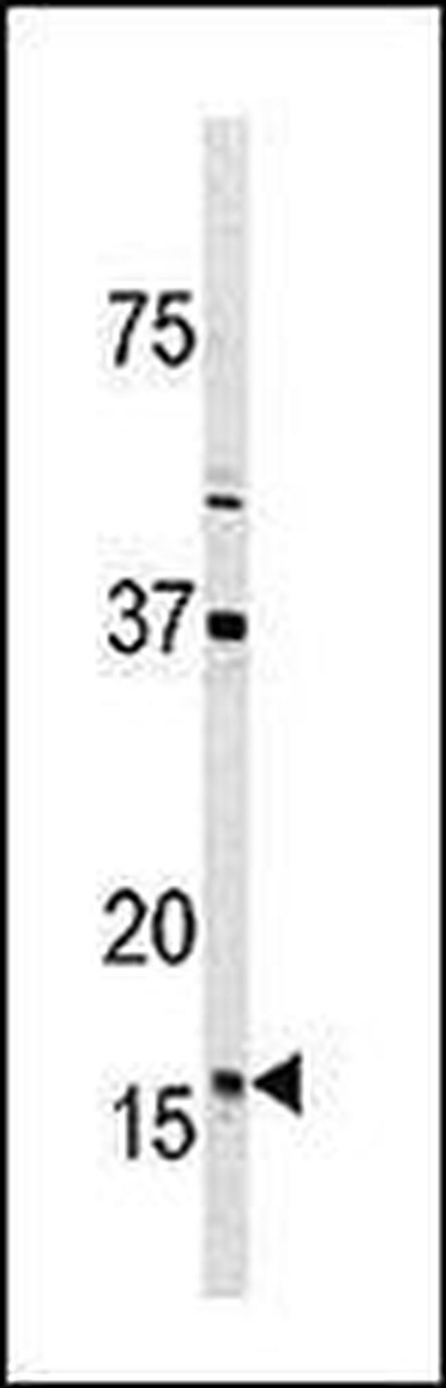 Thioredoxin 2 Antibody in Western Blot (WB)