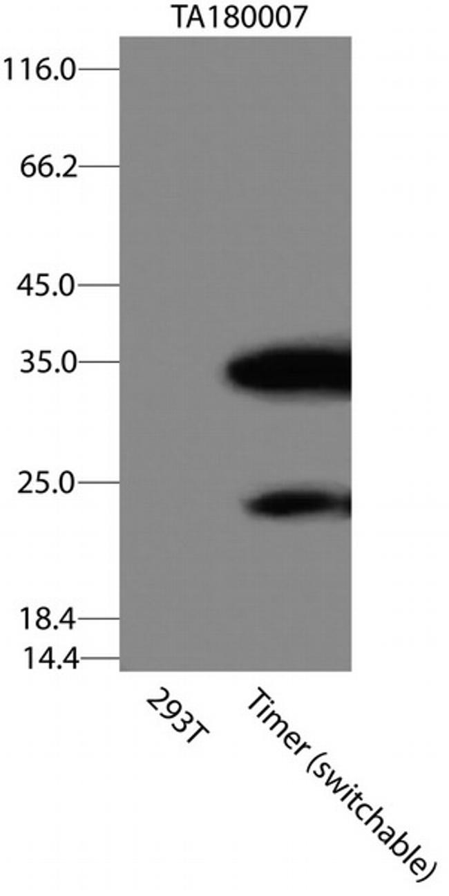Timer Antibody in Western Blot (WB)