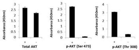 Multispecies AKT InstantOne™ ELISA Kit