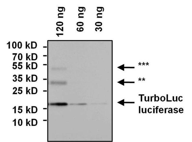 TurboLuc luciferase Antibody in Western Blot (WB)