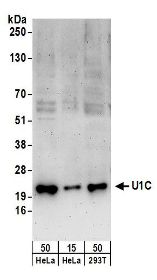 U1C Antibody in Western Blot (WB)
