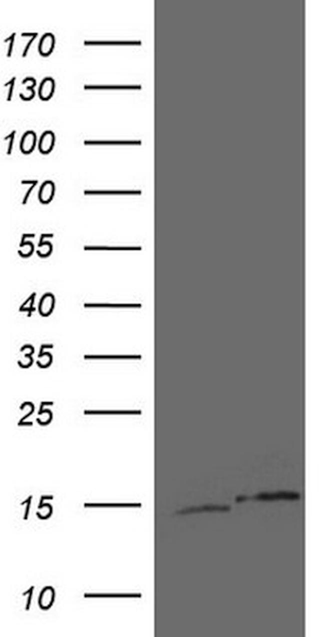 UBA52 Antibody in Western Blot (WB)