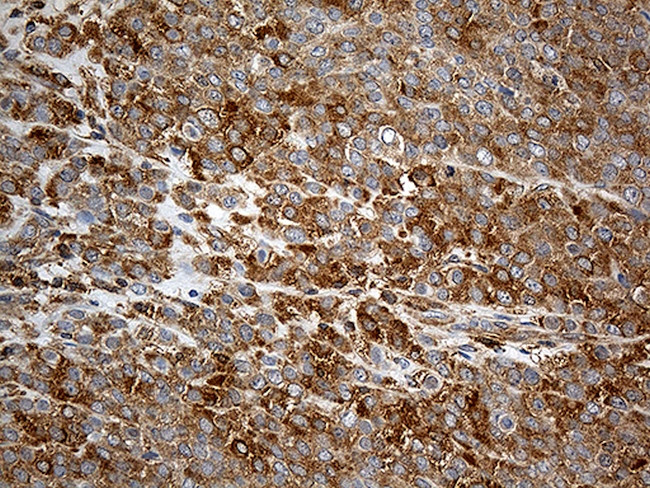 UBA7 Antibody in Immunohistochemistry (Paraffin) (IHC (P))