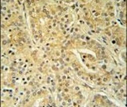 UBAC1 Antibody in Immunohistochemistry (IHC)