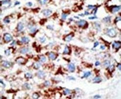 UBA3 Antibody in Immunohistochemistry (IHC)