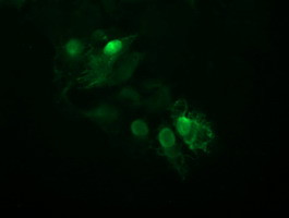 UBE2S Antibody in Immunocytochemistry (ICC/IF)