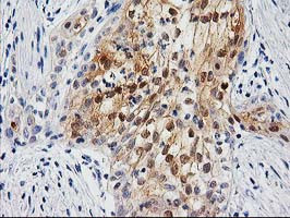 UBL4A Antibody in Immunohistochemistry (Paraffin) (IHC (P))