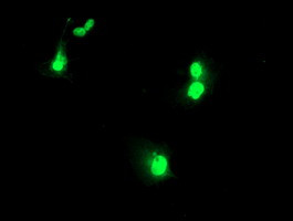 UBOX5 Antibody in Immunocytochemistry (ICC/IF)