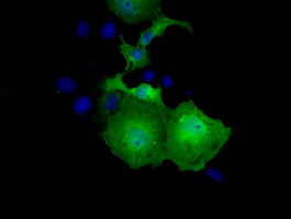 UBXN10 Antibody in Immunocytochemistry (ICC/IF)