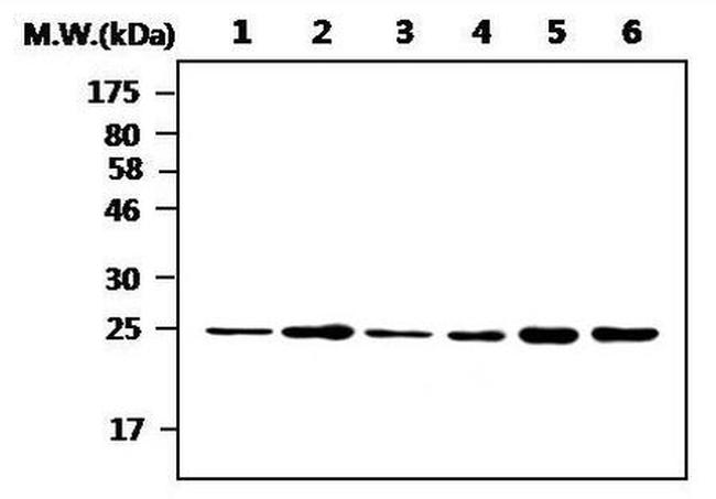 UCHL3 Antibody in Western Blot (WB)